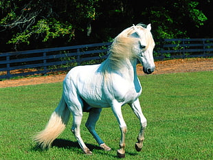 white horse in shallow focus lens HD wallpaper